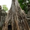 Ta Prohm Temple, Angkor, Cambodia