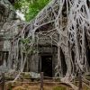 Ta Prohm Temple, Angkor, Cambodia
